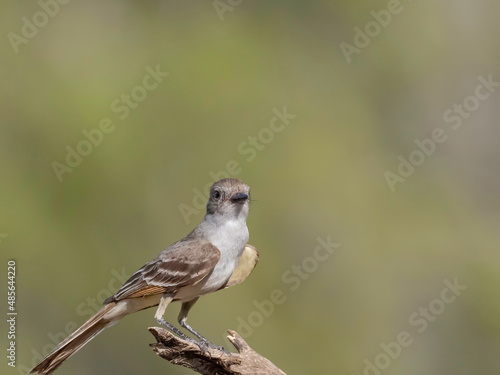 Ash-Throated Flycatcher © Charles