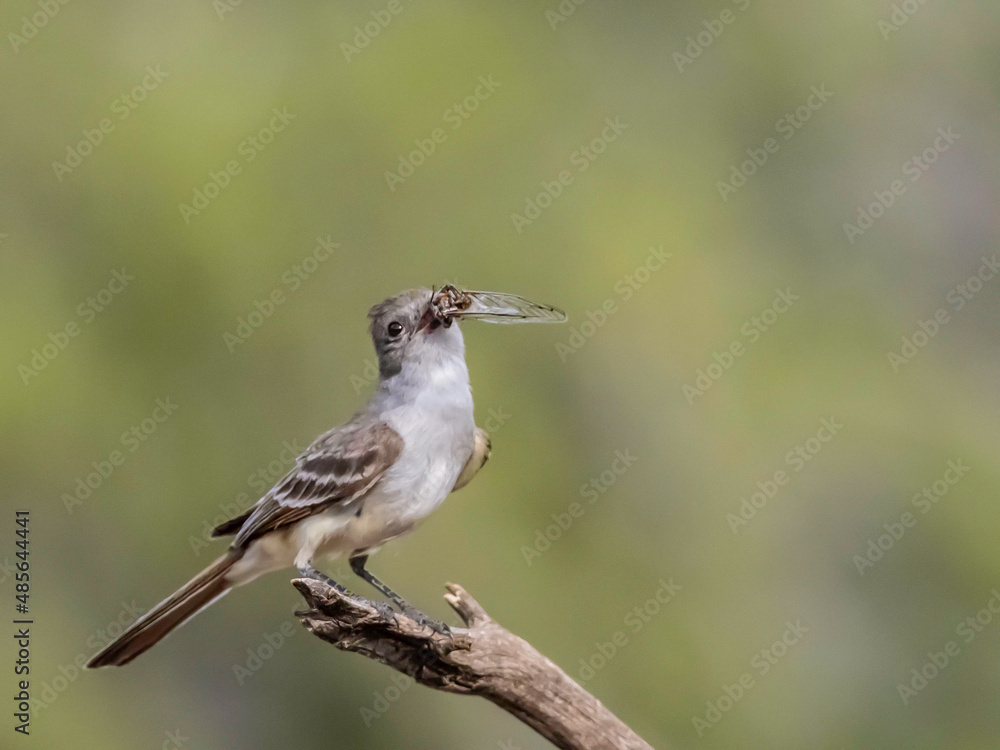 Fototapeta premium Ash-Throated Flycatcher