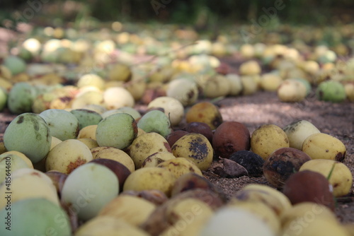 South African marula fruit and marula tree