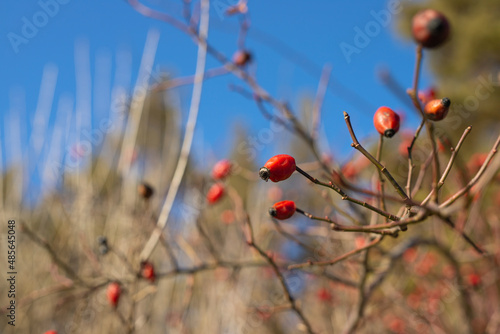 Close up photo of a ripe rose hip juicy berry growing in the forest on sunny day over a blurry blue sky background.