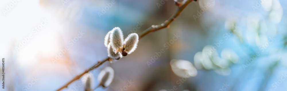Spring branches of pussy willow on colorful blurred background. Beautiful panoramic scenery Spring branches of pussy willow on colorful blurred background. Beautiful panoramic scenery