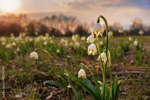 Magical spring snowflake flowers (Leucojum vernum) on sunset background.