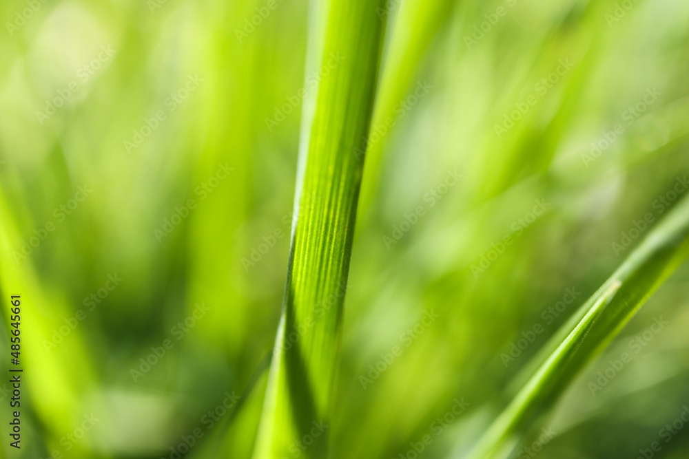 Abstract spring background with green grass Abstract spring background with green grass