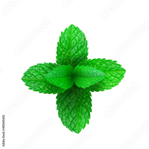 Mint leaves 3d realistic vector icon isolated