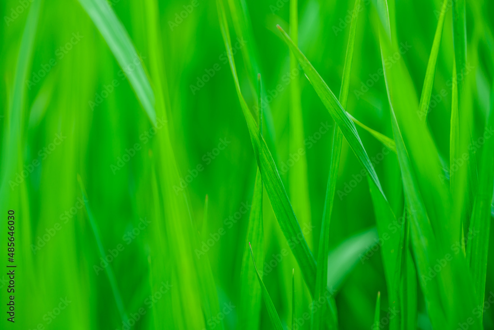 Abstract spring background with green grass