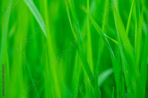 Abstract spring background with green grass
