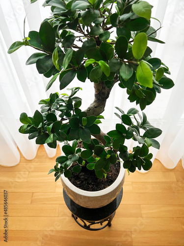 Ficus Ginseng Bonsai tree in plastic pot. Ficus microphylla Ginseng. Home plant	