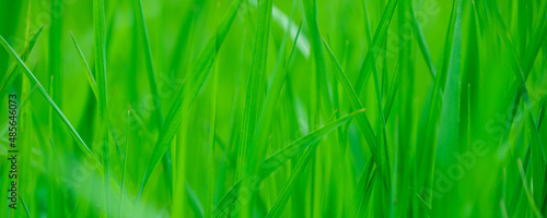 Abstract spring background with green grass