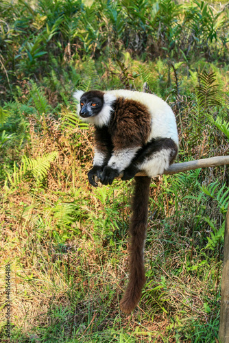 Portrait of a Black and white ruffed lemur at Andasibe-Mantadia National Park in Madagascar photo