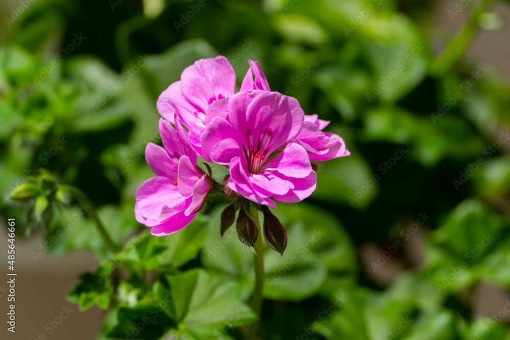 Fototapeta premium Pelargonium L'Hér., es un género perteneciente a la familia Geraniaceae que incluye unas 200 especies de plantas herbáceas, arbustos perennes y suculentas.