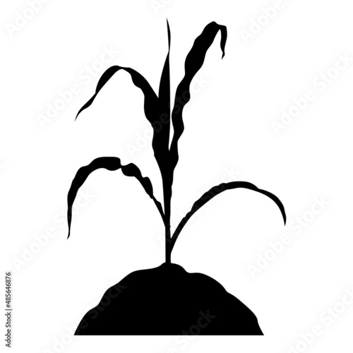 Corn plant sprout icon