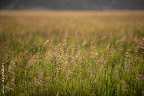 Obraz na płótnie wild grass w salonie