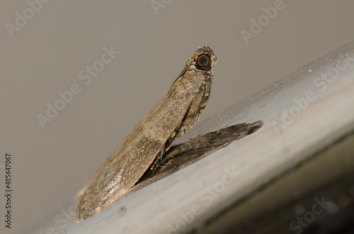 Case-bearing clothes moth Tinea pellionella. Gran Canaria. Canary Islands. Spain. photo