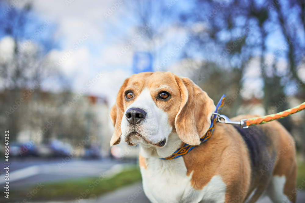 Little cute beagle on a walk in a park.