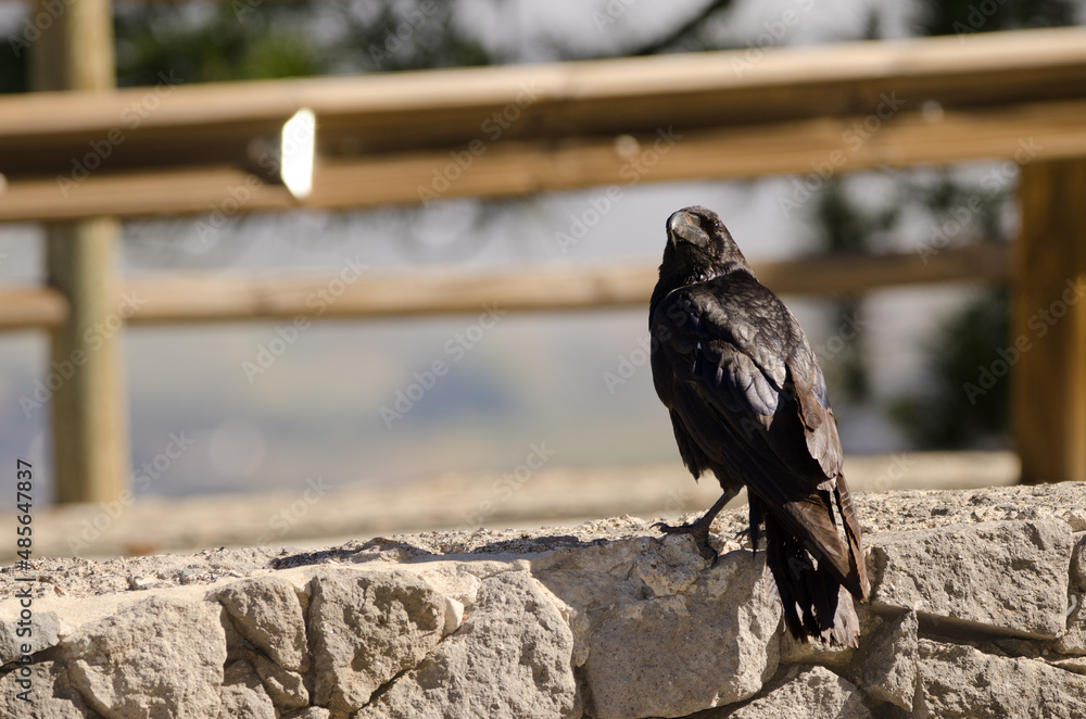 Obraz premium Canary Islands raven Corvus corax canariensis on a wall. The Nublo Rural Park. Tejeda. Gran Canaria. Canary Islands. Spain.