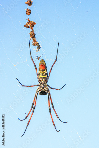 A tiny male madagascar golden orb weaver spider approaches a much large potential mate on her web - near the Mandrare River in Southerm Madagascar photo