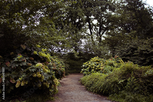 Caminando con los arboles I