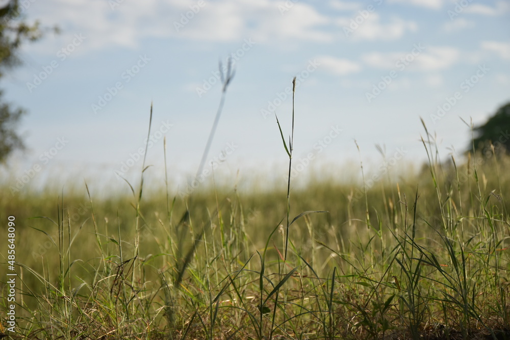 Fototapeta premium espiga de pequeña rama en el ampo paisaje natural y campo