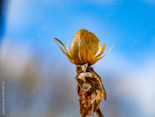 dry seed shell with blue color blur background