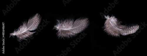 Beautiful flying delicate feathers on a black background, creative layout, soft white feathers floating in the air.