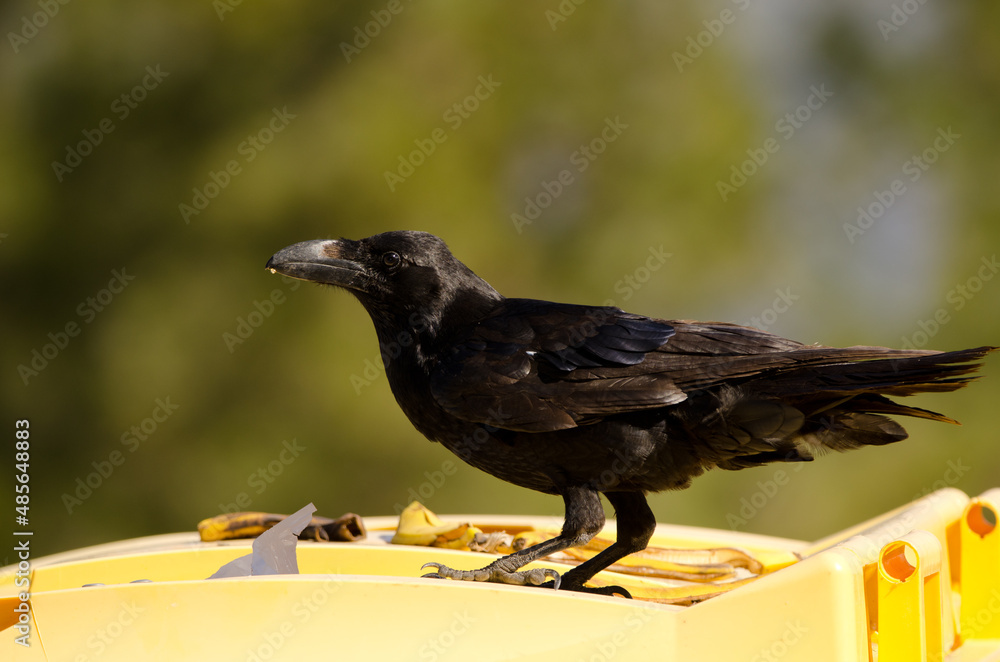 Obraz premium Canary Islands raven Corvus corax canariensis on a garbage container. The Nublo Rural Park. Tejeda. Gran Canaria. Canary Islands. Spain.