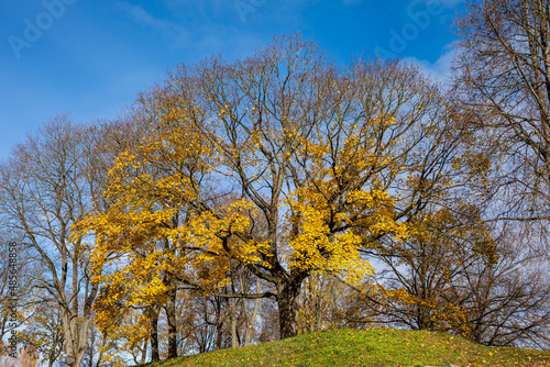 Yellow maple tree in the autumn