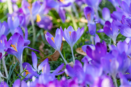 Blue crocus in the garden at the end of the winter 