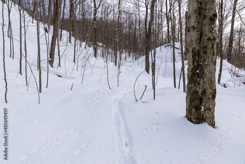 Whitetail deer trail in the snow © Frank