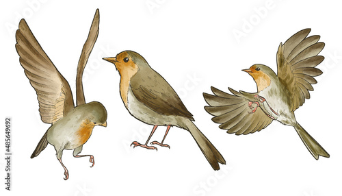 Set of three cute robin birds, vintage watercolor