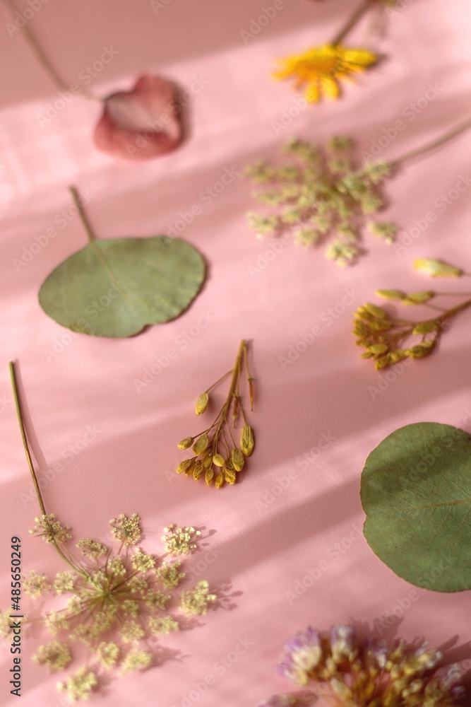 Pressed plants and flowers on pastel pink background. Selective focus. Pressed plants and flowers on pastel pink background. Selective focus.