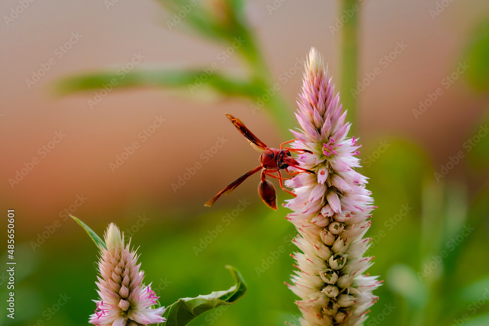 Big red insect eating on purple flower in sunny day. Macro photo of a bug in nature. Big red insect eating on purple flower in sunny day. Macro photo of a bug in nature.