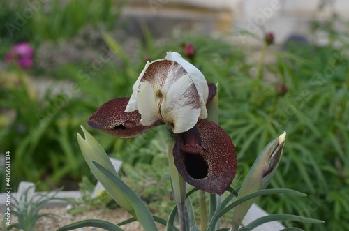 Blooming dwarf iris, scientific name Iris iberica subsp. elegantissima photo