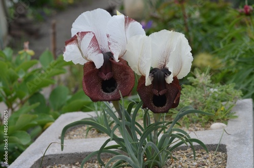 Blooming dwarf iris, scientific name Iris iberica subsp. elegantissima photo