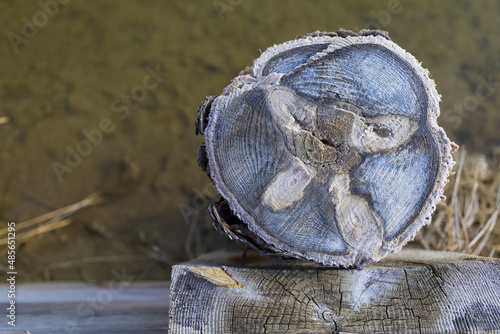 Tree trunk cut covered by salt in a salt pan in Sečovlje Salina Nature Park, natural wooden texture background