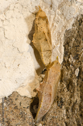 White butterfly parasite Cotesia glomerata and pupae of small white Pieris rapae. Cruz de Pajonales. Tejeda. Gran Canaria. Canary Islands. Spain. photo