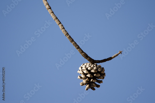 Branch and female cone of Canary Island pine Pinus canariensis. Integral Natural Reserve of Inagua. Gran Canaria. Canary Islands. Spain.