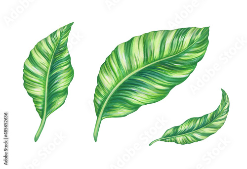 Set of tropical green leaves  watercolor botanical illustration  design elements  clip art isolated on white background