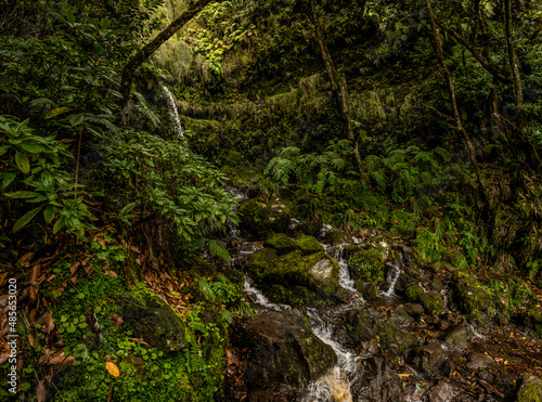 Madeira - Queimadas     Levada do Caldeirao Verde