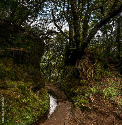 Fototapeta Naklejka Na Ścianę i Meble -  Madeira - Queimadas – Levada do Caldeirao Verde