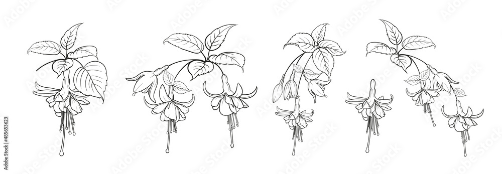 Set of different branches of fuchsia flowers on white background. - obrazy, fototapety, plakaty 