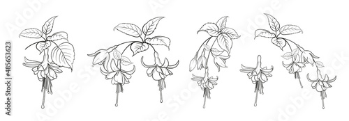 Fotografia, Obraz Set of different branches of fuchsia flowers on white background.