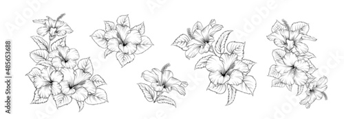 Set of different branches of hibiscus flowers on white background.