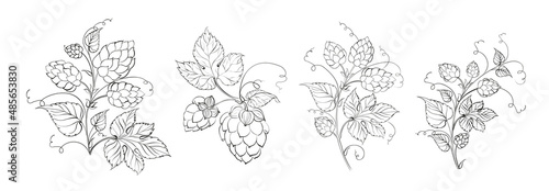 Set of different branches of hops on white background.