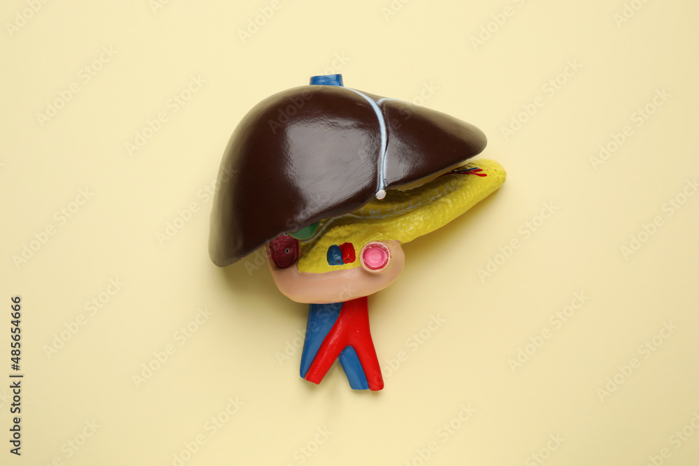 Model of liver on beige background, top view