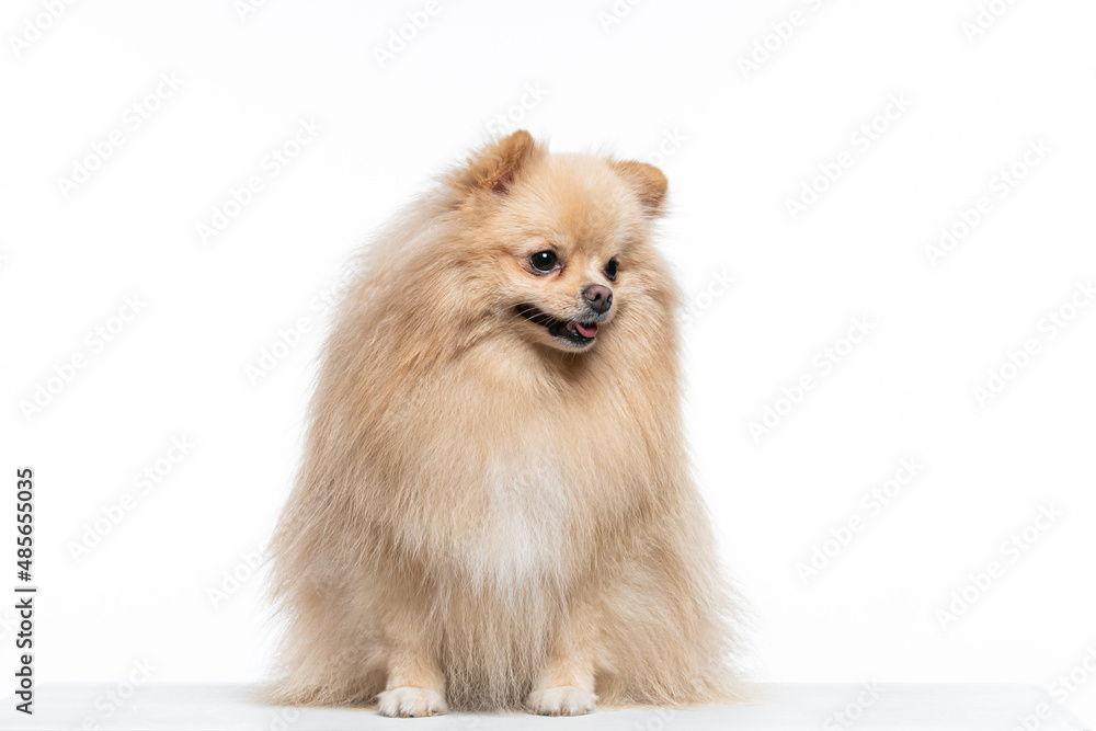 spitz alemão caramelo em fundo branco
spitz alemão caramelo em fundo branco