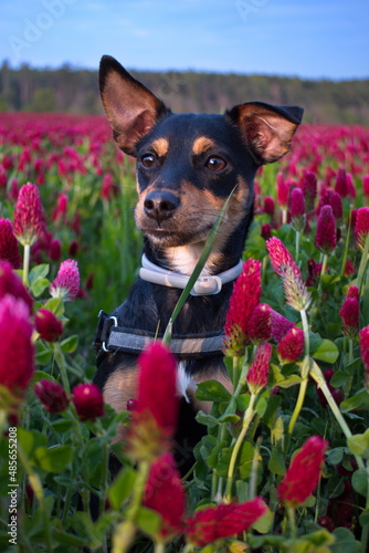 dog in a garden, clover, Domazlice, Czech photo