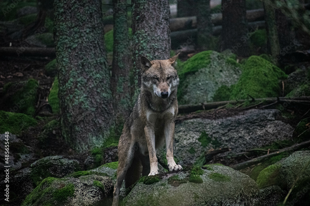 Obraz premium wolf in the forest Srni, Sumava