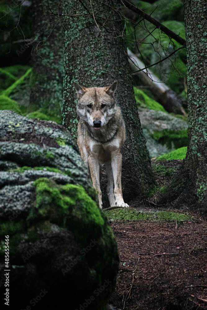 Fototapeta premium Wolf Srni Sumava