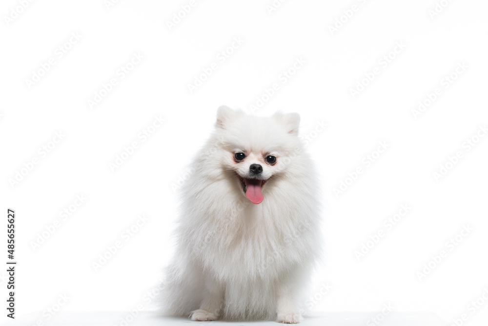 spitz branco em estudio fotográfico em fundo branco