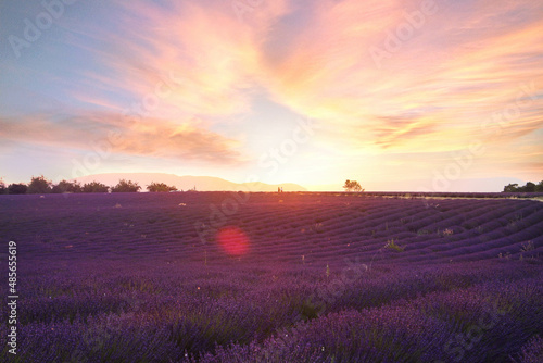 Beautiful lavender field landscape on a sunset